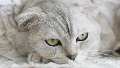 九游娱乐app下载-C罗在训练中完成倒钩技惊四座，c罗倒钩什么水平